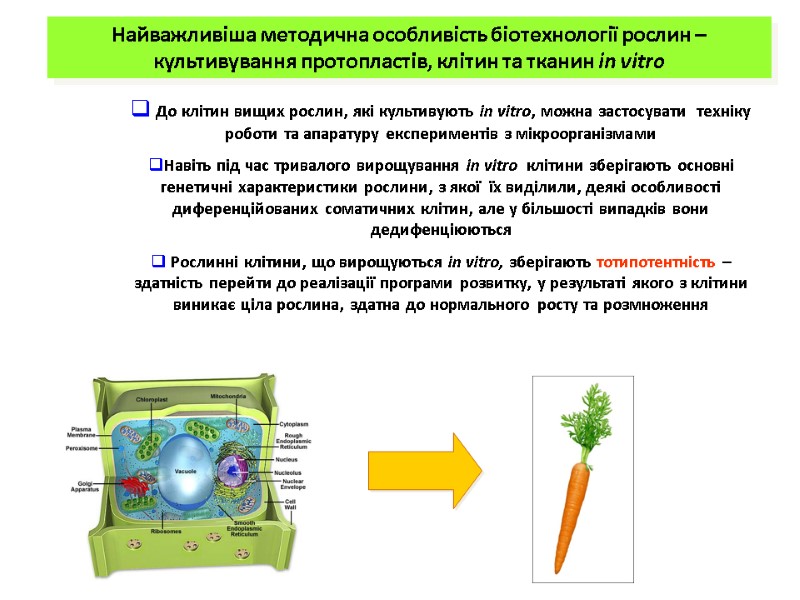 Найважливіша методична особливість біотехнології рослин – культивування протопластів, клітин та тканин in vitro 